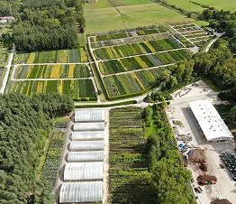 регулярно підстрижені декоративні кущі в розсаднику