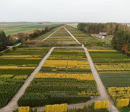 спеціалізовані щеплені форми дерев та кущів