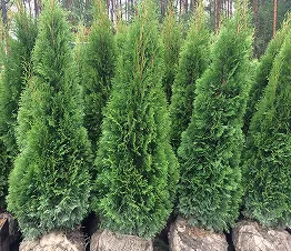 щільно розгалужені кущі для створення живоплотів